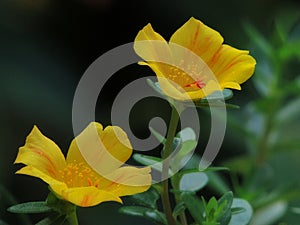 Common yellow purslane