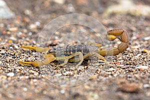 Common Yellow Scorpion side