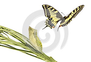 Common yellow swallowtail, Papilio machaon