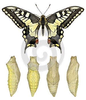 Common yellow swallowtail, Papilio machaon