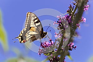 Common yellow swallowtail Papilio machaon