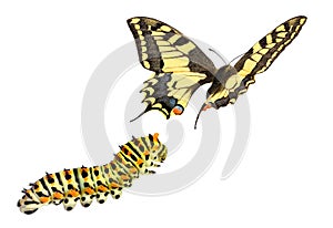 Common yellow swallowtail, Papilio machaon