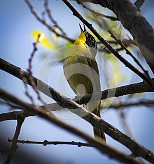 Common yellow throat
