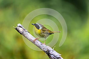 Common Yellow Throat.