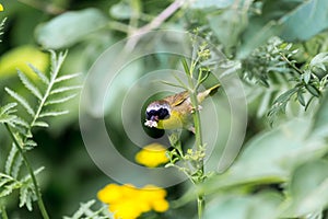 Common Yellow Throat.