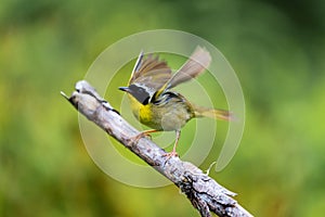 Common Yellow Throat.