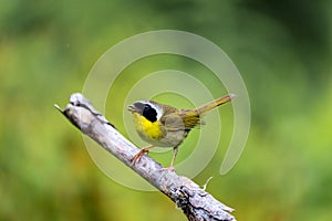 Common Yellow Throat.