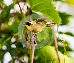 Common Yellow Throat.