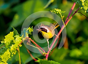 Common Yellow Throat.