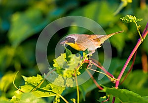 Common Yellow Throat.