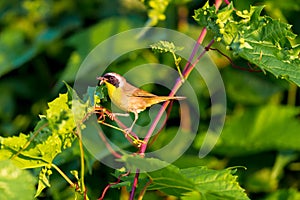 Common Yellow Throat.