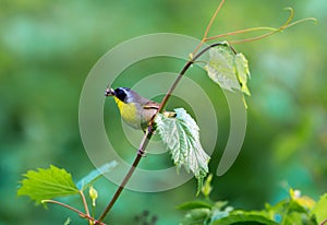 Common Yellow Throat.