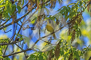 Common Yellow-throat Perched on a Limb