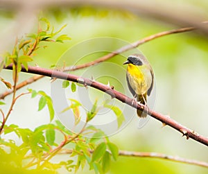 Common Yellow Throat.