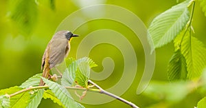 Common Yellow Throat 2