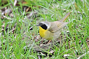 Common Yellow Warbler Migrates