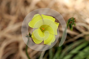 Common yellow woodsorrel (Oxalis stricta) in bloom : (pix Sanjiv Shukla)