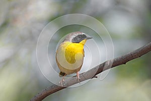 Common Yellowthroat