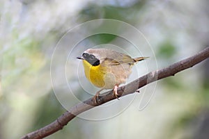 Common Yellowthroat