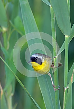 Common Yellowthroat (Geothlypis trichas)