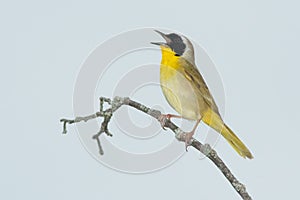 Common Yellowthroat - Geothlypis trichas photo
