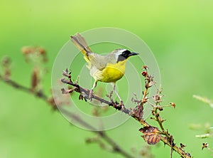 Common Yellowthroat, Geothlypis trichas photo