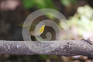 Common Yellowthroat (Geothlypis trichas trichas)