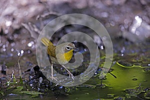 Common Yellowthroat (Geothlypis trichas trichas)
