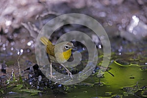 Common Yellowthroat (Geothlypis trichas trichas) photo