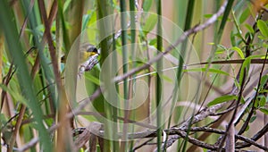 Common Yellowthroat hiding in dense vegetation photo