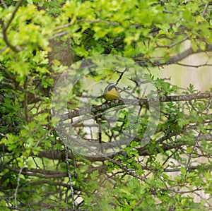 Common Yellowthroat resting on tree branch