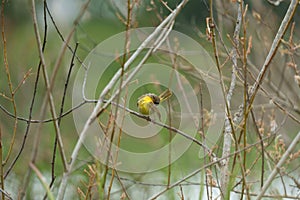 Common Yellowthroat resting on tree branch