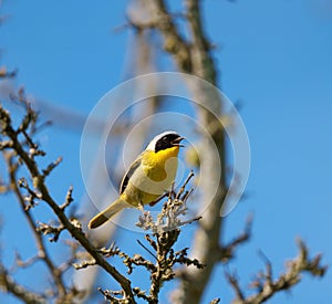 Common Yellowthroat resting on tree branch