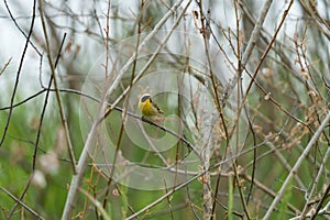 Common Yellowthroat resting on tree branch