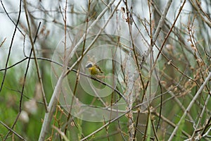 Common Yellowthroat resting on tree branch