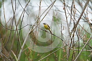 Common Yellowthroat resting on tree branch