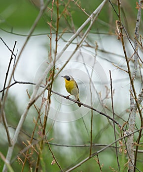 Common Yellowthroat resting on tree branch