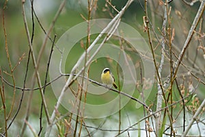 Common Yellowthroat resting on tree branch