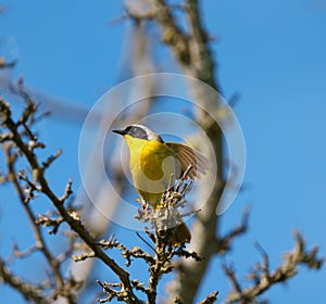 Common Yellowthroat resting on tree branch