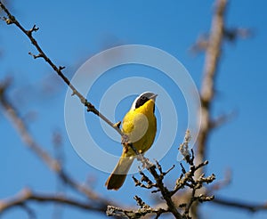 Common Yellowthroat resting on tree branch