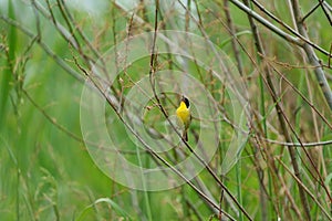 Common Yellowthroat resting on tree branch