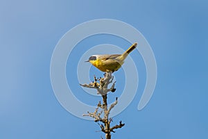 Common Yellowthroat resting on tree branch