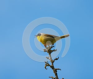 Common Yellowthroat resting on tree branch