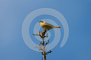 Common Yellowthroat resting on tree branch