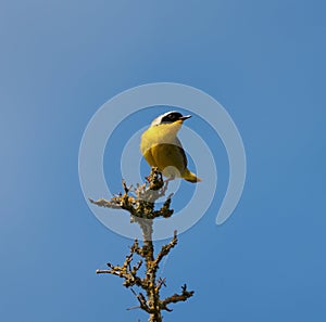 Common Yellowthroat resting on tree branch