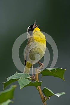 Common Yellowthroat Shouting Out