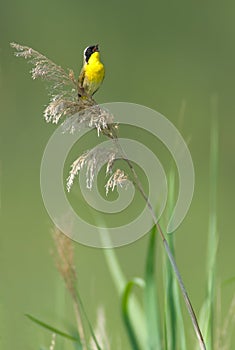 Common Yellowthroat Singing