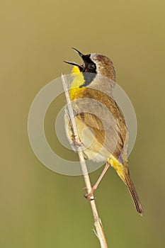 Common Yellowthroat Singing