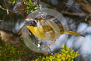 Common Yellowthroat