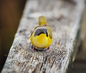 A common yellowthroat during spring migration